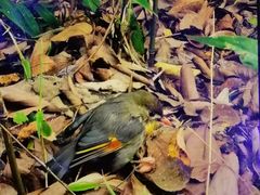 -上海佘山国家森林公园西佘山园