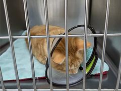 -宠颐生宠物医院·骨外科·犬猫全科诊疗中心(池州店)