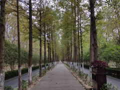 -合肥滨湖国家森林公园