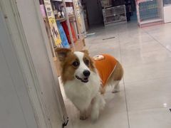 -翊宠yipet猫狗购宠庄园犬舍•猫舍