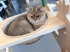 -飞行喵MR PILOT|猫舍·猫咖(静安大融城店)