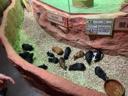 -Zoolung Zoolung动物主题公园(海信广场店)