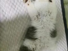 -喵汪萌宠屋旗舰店.洗澡美容.猫狗基地