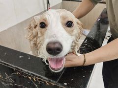 -乐琪宠物(青塔西路店)