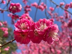 -杭州植物园