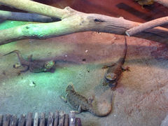 Melaka Butterfly and Reptile Sanctuary-蝴蝶山庄(Taman Rama-rama & Reptilia Melaka)