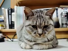 -北京恒爱动物医院(清景园分院)