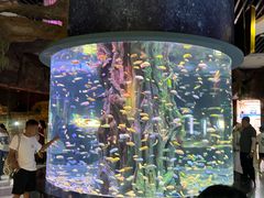 -西双版纳原始森林公园