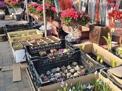 -中环花鸟鱼虫市场