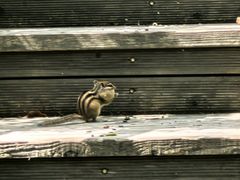 -峡谷浮石林景区