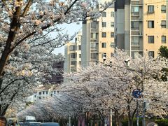 -高东镇樱花园