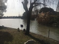 -同里湖度假村(二期店)