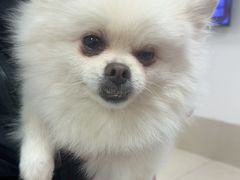 -北京观赏动物医院·24小时大型综合·猫专科·异宠专科