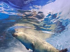 -上海海洋水族馆