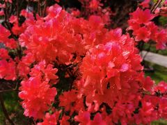 -合肥滨湖国家森林公园