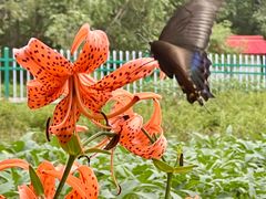 -五营红松林海景区