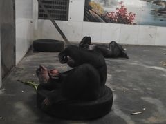 -西安秦岭野生动物园