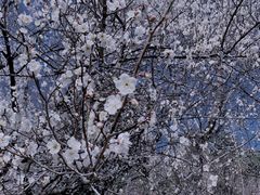 -杭州植物园