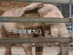 -武汉动物园