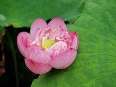 -陈家山荷花公园