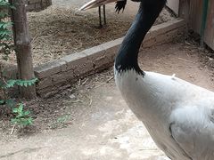-青藏高原野生动物园