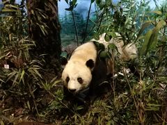 -陕西自然博物馆