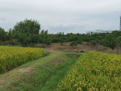 -乌村