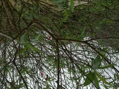 -南国桃园旅游度假区