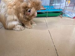 -爱诺耐芙动物医院(万博店)