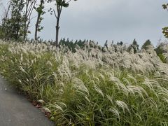 -泗洪洪泽湖湿地景区