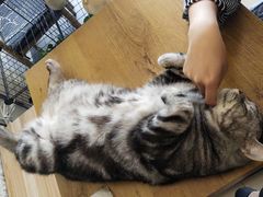 -平行世界·猫咖(首经贸店)