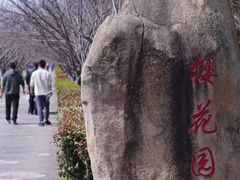 -高东镇樱花园