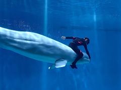 -芜湖新华联大白鲸海洋公园