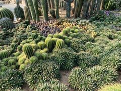 -深圳仙湖植物园