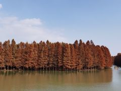 -上海海湾国家森林公园