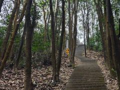 -旗岭森林公园