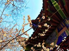-开福禅寺
