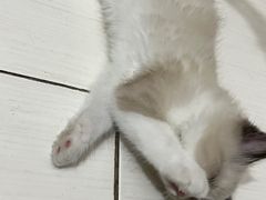 -伟伟宠物医院·CT影像中心·瑞派犬猫综合性门诊(汉口总院)