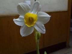 -汉堡王(洛阳王府井店)