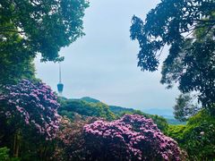 -梧桐山风景名胜区