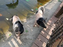 -北京鹿世界主题园
