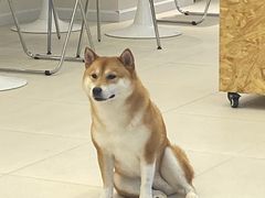 -怪兽屋·羊驼·猫咖·狗咖(俊华广场店)