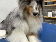 -瑞鹏宠物医院·骨科·猫科·内科(第一中心)