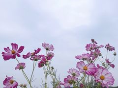 -石塘人家