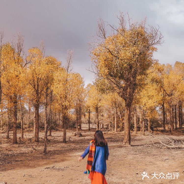 秋天必去的额济纳🍁每年国庆如期而至‼️