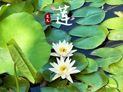 -济南大明湖景区