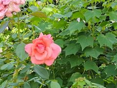 -玄武湖景区-情侣园游乐场