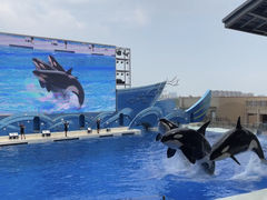 -上海海昌海洋公园