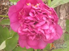 -紫竹院公园冰场