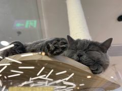 -猫冇咖·家门口的撸猫馆(大融城店)